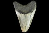 Fossil Megalodon Tooth - North Carolina #109873-2